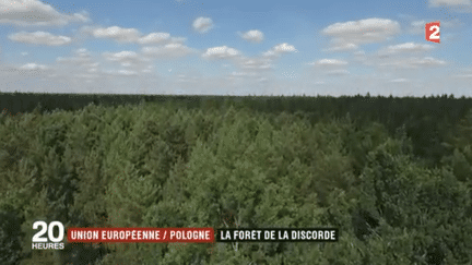 UE/Pologne : la forêt de la discorde