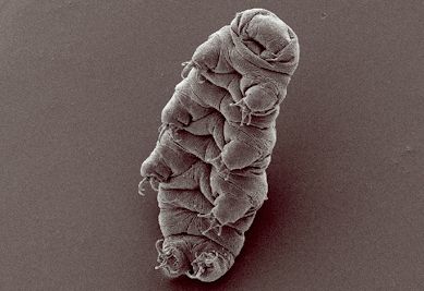 Un Hypsibius dujardini, de la branche des tardigrades. (BOB GOLDSTEIN, VICKY MADDEN, UNC CHAPEL HILL VIA WIKIMEDIA COMMONS)