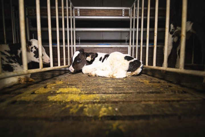 Un veau isolé dans une cage insalubre au sein d'un&nbsp;élevage&nbsp;d'engraissement de veaux du Finistère, entre juillet et octobre 2019. (ASSOCIATION L214)