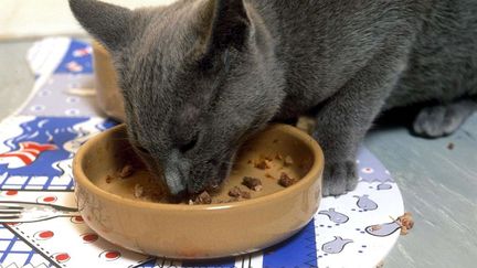 Les chats de Bridgwater, dans le sud de l'Angleterre, sont empoisonn&eacute;s avec de l'antigel dissimul&eacute; dans leur nourriture.&nbsp; (ANDREW DRYSDALE / REX / SIPA)