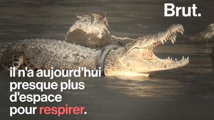 Brut : pneu croco (2)