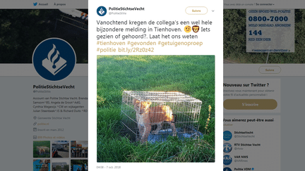 Un appel à témoin lancé par la police néerlandaise sur son compte Twitter pour retrouver les propriétaires d'un lionceau abandonné dans une cage près d'Utrecht. (POLICE NEERLANDAISE / TWITTER)