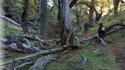 Des marcheurs dans une forêt de Pantagonie. Image d'illustration. (GETTY IMAGES)