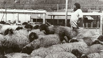 Menashe Kadi et le stand israélien de la Biennale de Venise de 1978 transformé en bergerie 
 (Menashe Kadishman)