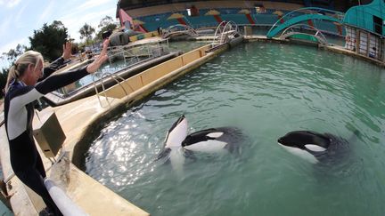 Une dresseuse avec des orques du Marineland d'Antibes (Alpes-Maritimes), après de violentes inondations, le 14 octobre 2015. (MAXPPP)