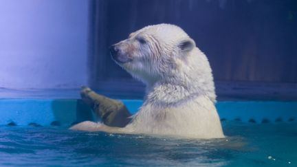 L'ours polaire Pizza est photographié dans son enclos au centre commercial Grandview, à Canton&nbsp;(Chine), le 27 juillet 2016. (BI ZHIYI / IMAGINECHINA / AFP)