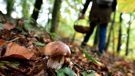 Un cueilleur de champignons en Dordogne le 16 octobre 2020. (STEPHANIE PARA / PHOTOPQR / LA MONTAGNE / MAXPPP)