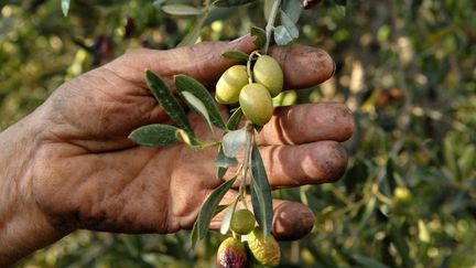 Les producteurs d'olives français ont connu une année catastrophique avec une très maigre récolte.&nbsp; (MAXPPP)