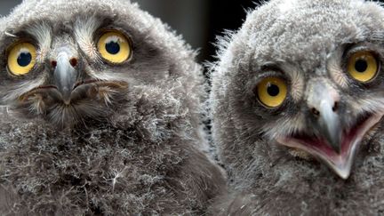 Deux jeunes harfang des neiges n&eacute;s au zoo de hanovre (Allemagne), le 12 juillet 2013. (JOCHEN LUEBKE / AP / SIPA)