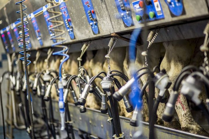 Production intensive de lait dans une exploitation. (STS SCHWEIZER TIERSCHUTZ / FLICKR)