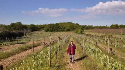 Gel et grêles : les cultures des agriculteurs endommagées (France 2)