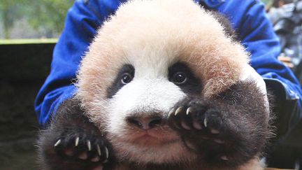 Un b&eacute;b&eacute; panda de 5,8 kg n&eacute; au zoo de Chongqing (Chine), le 13 d&eacute;cembre 2011. (AFP)