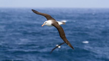 &nbsp;Un albatros à sourcils noirs, en Antarctique le 17 octobre 2012 (photo d'illustration). (K. WOTHE / BLICKWINKEL)