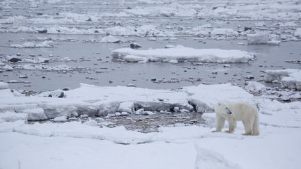 Un ours polaire sur la banquise à&nbsp;Churchill (Manitoba, Canada), le 14 novembre 2015. (KT MILLER / POLAR BEARS INTERNATIONAL / AFP)