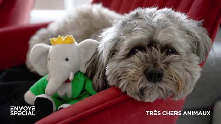 "Je suis dingue de mon chien" : thalasso, massage et légumes bio pour le bien-être de Malka le caniche (ENVOYE SPECIAL / FRANCE 2)