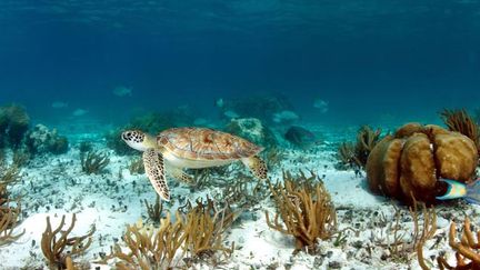 &nbsp; (Le réseau de réserves du récif de la barrière du Belize est particulièrement important © Dan Callister / Rex Fea/REX/SIPA)