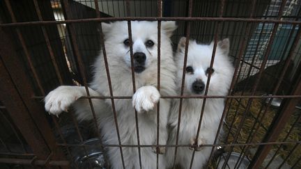 Des chiens dans un élevage de Hongseong (Corée du Sud), le 13 février 2019. (JUNG YEON-JE / AFP)