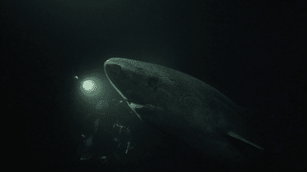 Biodiversité : le requin du Groënland, un animal à la longévité impressionnante (france 2)