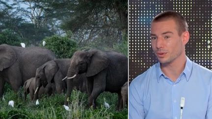 Eléphants menacés : ITW Paul Esteve