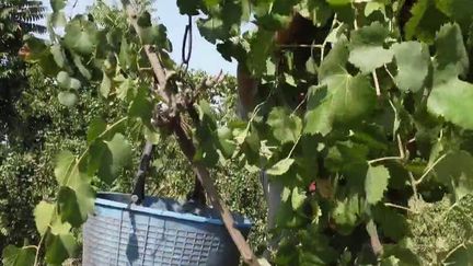 Italie : dans les vignes suspendues de la famille Numeroso