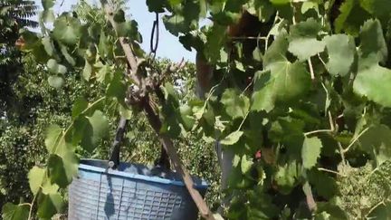 Près de Naples, les vendanges se font sur une échelle, à 15 mètres de hauteur. Ce savoir-faire remonterait à l'Antiquité grecque, et a survécu grâce à l'acharnement de la famille Numeroso.&nbsp; (CAPTURE ECRAN FRANCE 2)