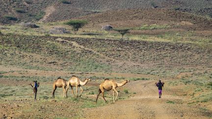 Eleveurs de dromadaires, dans la région du lac Turkana au Kenya. (DENIS-HUOT MICHEL & CHRISTINE / / HEMIS.FR)