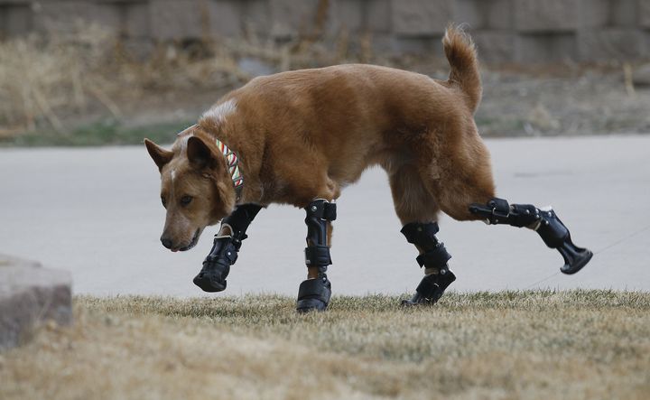 Photographi&eacute; en Californie, le 12 avril 2013, Naki'o est le premier chien au monde qui marche avec quatre proth&egrave;ses. (RICK WILKING / REUTERS)