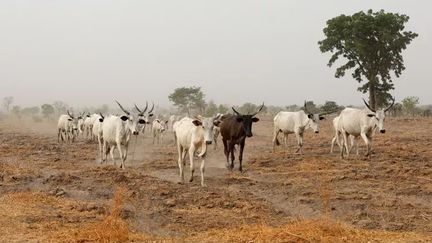 Troupeau de vaches  (Shutterstock)