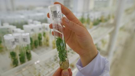 Échantillon de plants de manioc in vitro dans un laboratoire du Centre international d'agriculture tropicale (CIAT) rattaché au CGIAR, en Colombie. (LUIS ROBAYO / AFP)