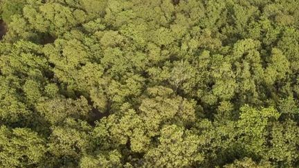 Sénégal : les bois rares des forêts de Casamance victimes d'un trafic très lucratif