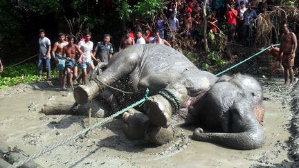 Un éléphant est secouru dans le district de Jamalpur (Bangladesh), le 11 août 2016, après avoir parcouru un millier de kilomètres. (AFP)