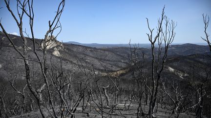 Le parc national de Dadia détruit par les incendies, près d'Alexandroupoli, dans le nord-est de la Grèce, le 3 septembre 2023. (SAKIS MITROLIDIS / AFP)