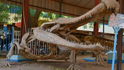 Le terrifiant Sarcosuchus Imperator est un énorme crocodile de 11 mètres de long, découvert dans la région d'Agadez en 1966 par le paléontologue français Philippe Taquet. Non loin des fossiles, se trouve le pavillon de l'uranium, dont le sous-sol regorge (4e producteur mondial), et qui est financé par Orano, anciennement Areva. Et un peu plus loin se dresse le pavillon du pétrole financé par la China National Petroleum Corporation.&nbsp; &nbsp; &nbsp; &nbsp;&nbsp; (ISSOUF SANOGO / AFP)