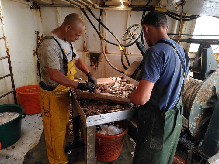 Driss et Christian, les marins du Danièle Marie, trient les poissons que vient de pêcher le chalutier, au large du Grau-du-Roi (Gard). (MATHILDE BOUQUEREL / FRANCE INFO)