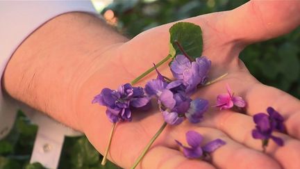 La violette de Toulouse : une fleur qui a conquis le cœur des grands chefs