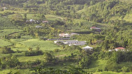 Après les intempéries et un excès d'eau de 7 à 8 mois, les agriculteurs du nord de l'île de la Martinique se disent abandonnés.(Illustration) (JULIAN ELLIOTT PHOTOGRAPHY / STONE RF / GETTY IMAGES)