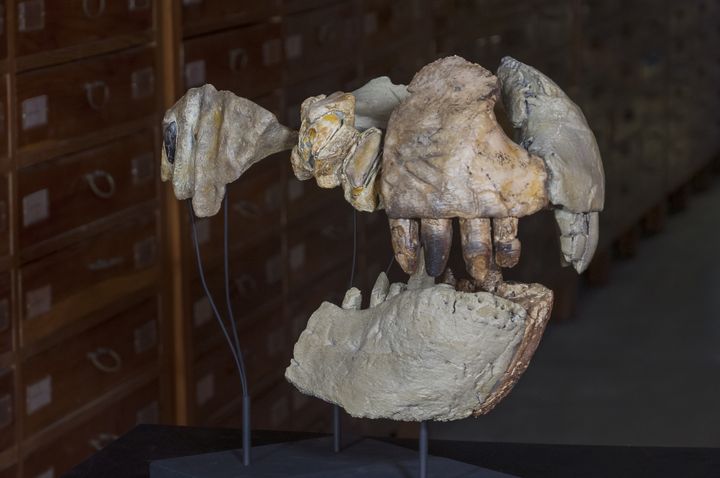 La mâchoire&nbsp;reconstruite d'un "Razanandrongobe sakalavae" est présentée au Muséum d'histoire naturelle de Milan (Italie), le 4 juillet 2017. (GIOVANNI BINDELLINI)