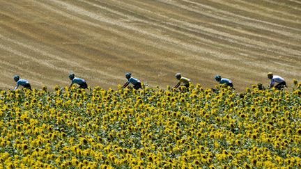 Des cyclistes traversent un champ de tournesols, lors de la 14e étape du Tour de France, samedi 15 juillet 2017.&nbsp; (PHILIPPE LOPEZ / AFP)