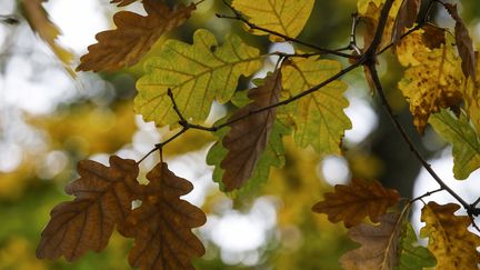 Feuilles de chêne. (David GANNON / AFP)