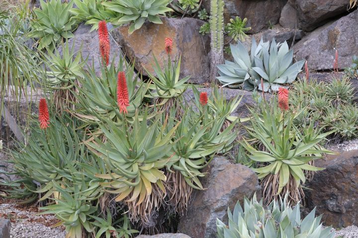 Une grande rocaille accueille des plantes de terrains (aloé, agave...) (ISABELLE MORAND / DIDIER HIRSCH / RADIO FRANCE / FRANCE INFO)