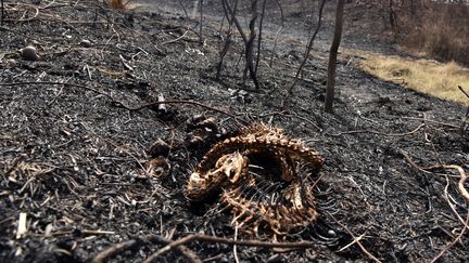 Les restes d'un serpent&nbsp;brûlé après un incendie dans la partie bolivienne de la région du Pantanal, le 27 août 2019. (AIZAR RALDES / AFP)