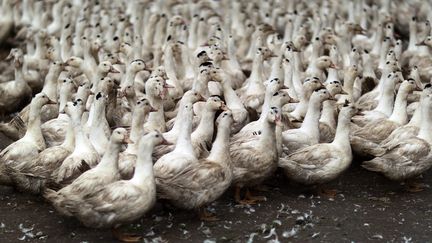 &nbsp; (élevage de canards à Lay-Lamidou dans les Pyrénées-Atlantiques, le 28 janvier 2016 © Maxppp)