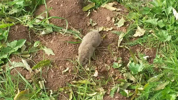 Le cadavre d'un campagnol terrestre, plus connu sous le nom de rat taupier en Auvergne. (COLLECTIF CONTRE LES RATS TAUPIERS)