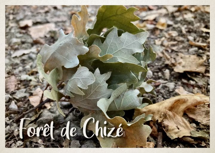 Dans la forêt de Chizé (Deux-Sèvres), la faune et la flore souffrent de la chaleur, comme en témoignent ces feuilles déjà au sol, le 1er août 2022.&nbsp; (JEAN-ETIENNE CORNUAU / ELLEN LOZON / FRANCEINFO)