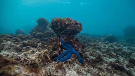 Une étoile de mer survit sur du corail mort. (XL CATLIN SEAVIEW SURVEY)