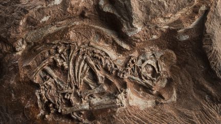 Un embryon fossilisé de dinosaure massospondylus carinatus, trouvé en 1976 en Afrique du Sud et étudié au synchrotron européen de Grenoble
 (BRETT ELOFF / ESRF - EUROPEAN SYNCHROTRON RADIATION FACILITY / AFP)