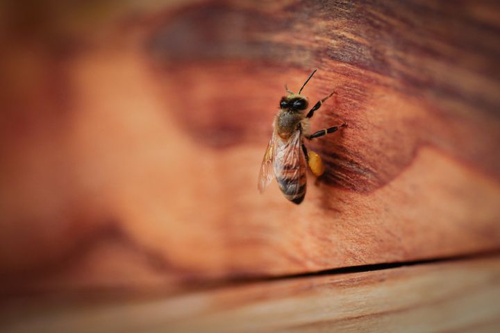 Abeille posée sur une ruche dans la garrigue, dans une ferme en biodynamie, sans pesticides ni néonicotinoides. Cournonterral, dans l'Hérault le 28 novembre 2020. (TIZIANA ANNESI / HANS LUCAS)