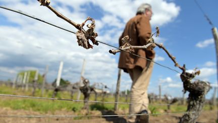 Le vignoble bordelais a été particulièrement touché par les intempéries qui ont touché les vignes au mois d'avril. Ici, à Vignonet, près de Saint-Émilion, début mai.&nbsp; (NICOLAS TUCAT / AFP)