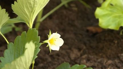 Fleur. (FRANCE 3)