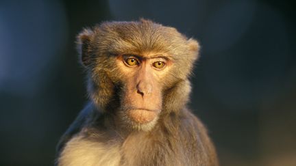 C'est sur un macaque rh&eacute;sus, comme ce singe photographi&eacute; au N&eacute;pal, qu'un traitement pr&eacute;ventif contre le sida a &eacute;t&eacute; test&eacute; avec succ&egrave;s par des chercheurs am&eacute;ricains qui ont publi&eacute; leur &eacute;tude le 18 f&eacute;vrier 2015. (CYRIL RUOSO / BIOSPHOTO / AFP)